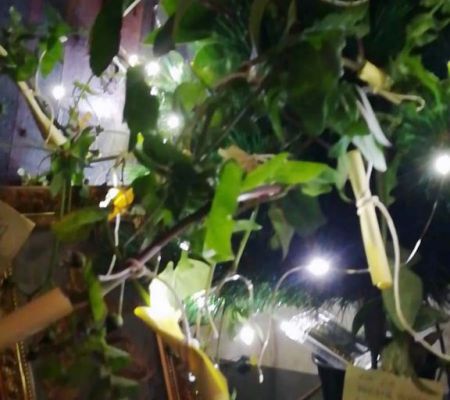 albero-desideri-2023-mario-alvarez-45